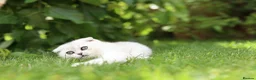 Scottish Fold cats for sale: Last Boy available  - Advert 11
