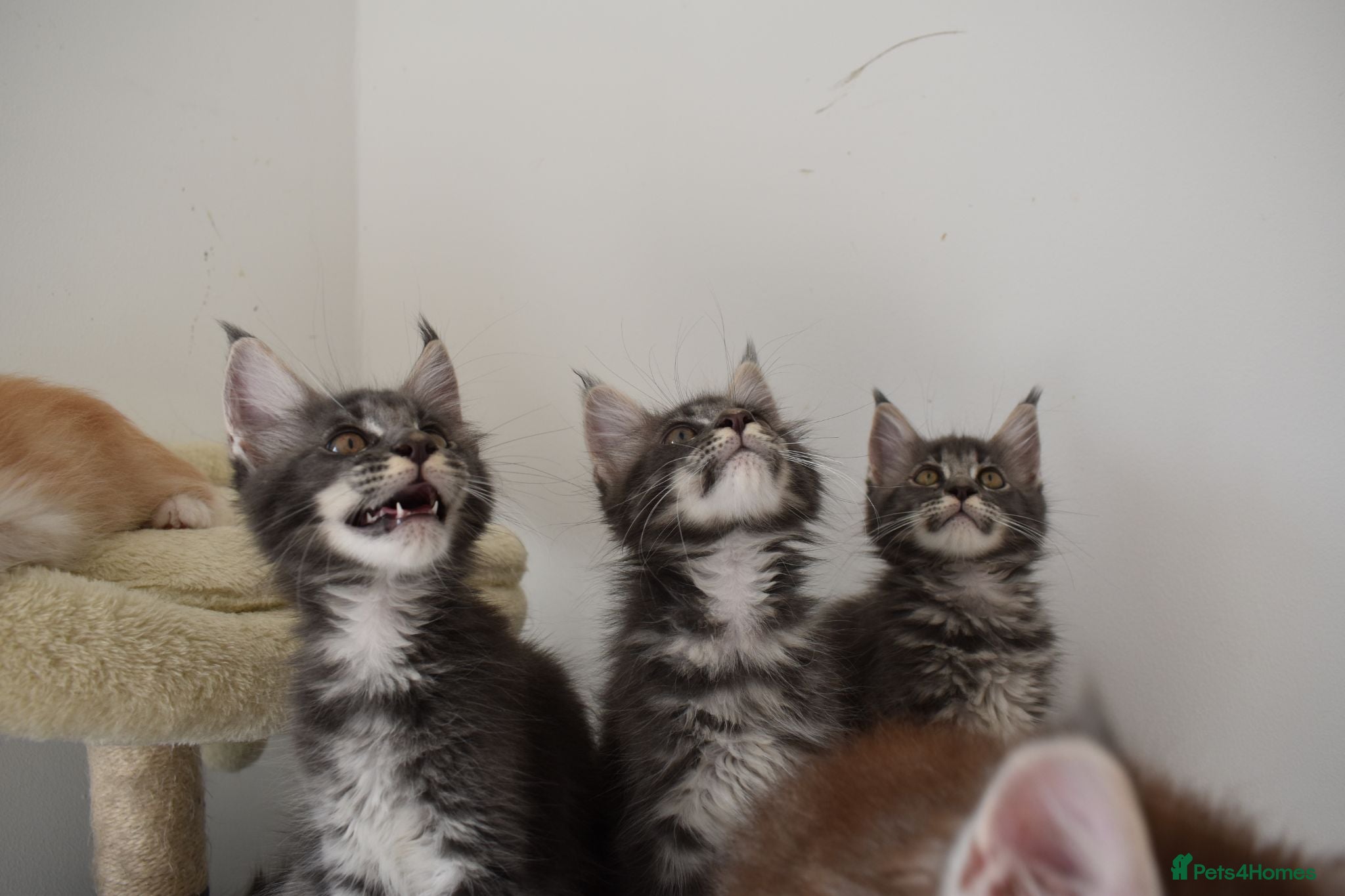 Maine Coon cats READY FOR COLLECTION  TICA registered kittens - Advert 18