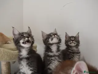 Maine Coon cats READY FOR COLLECTION TICA registered kittens - Advert 18