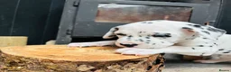 Dalmatian dogs for sale: Dalmatian puppies (5 males and 2 bitches) - Advert 15