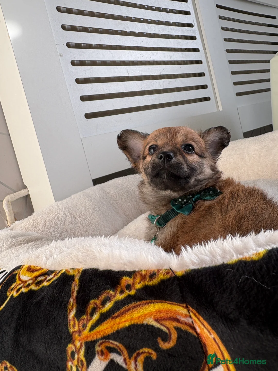 Mixed Breed dogs for sale: Italian volpino x deer head chihuahua puppies  - Advert 15