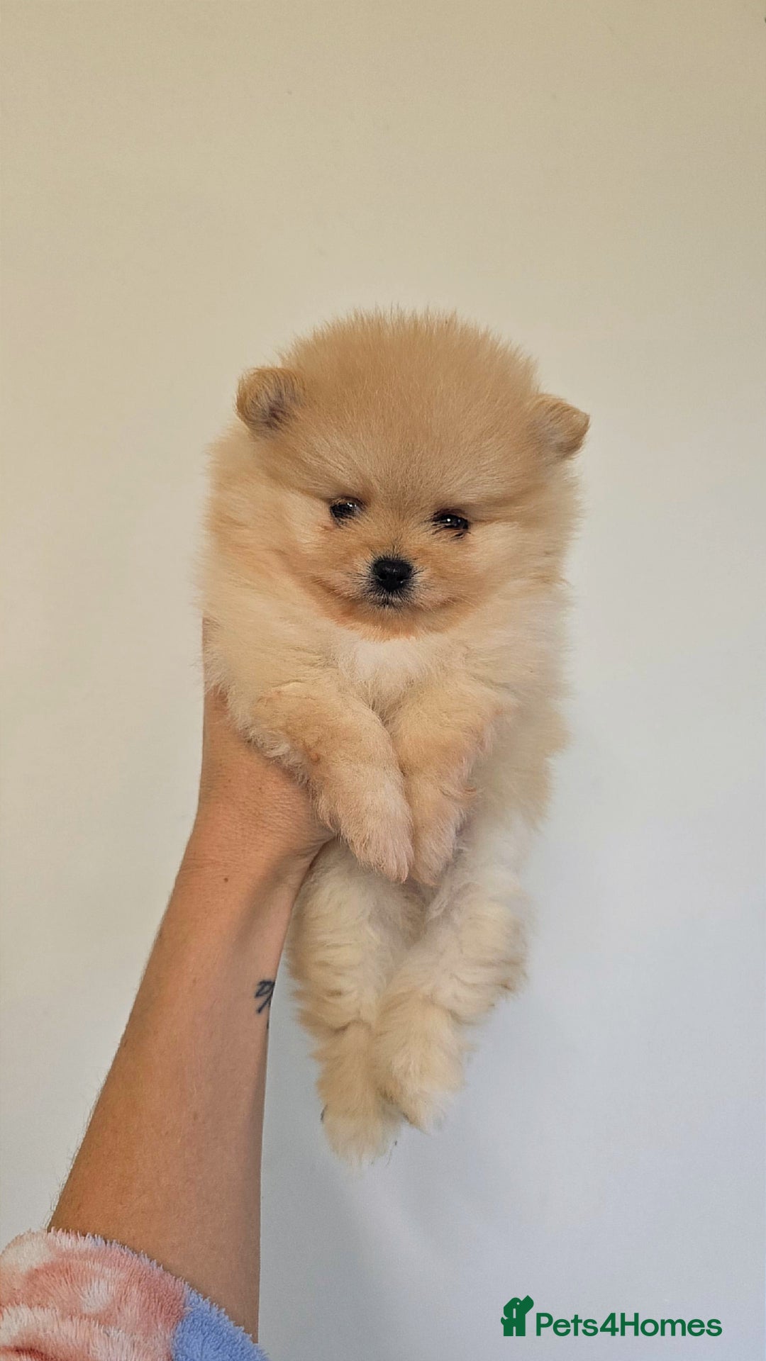 Pomeranian dogs for sale: Quality mini  **  pomeranian pups - Advert 4