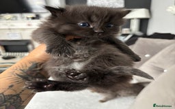 Mixed Breed cats for sale: 5 Beautiful Ragdoll x Kittens  - Image 10