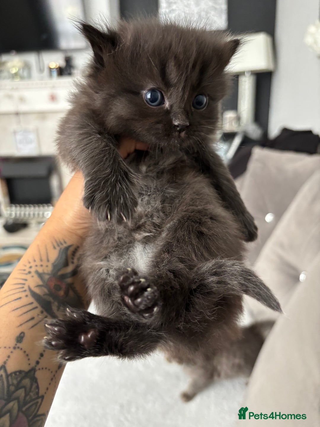 Mixed Breed cats for sale: 5 Beautiful Ragdoll x Kittens  - Image 10