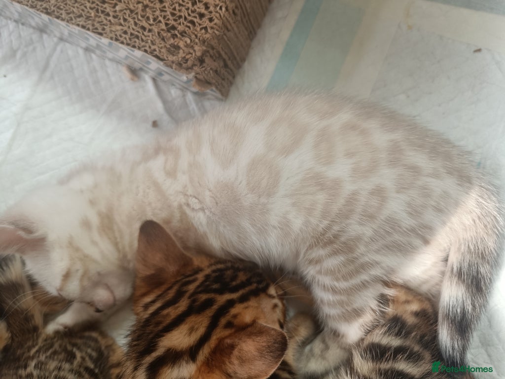 Bengal cats for sale: Absolutely beautiful pedigree bengal kittens - Advert 20