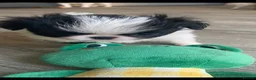 Japanese Chin dogs for sale: Stunning Japanese chin puppies  - Advert 8