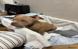 American Bully dogs for sale: Pocket American bully  - Image 2