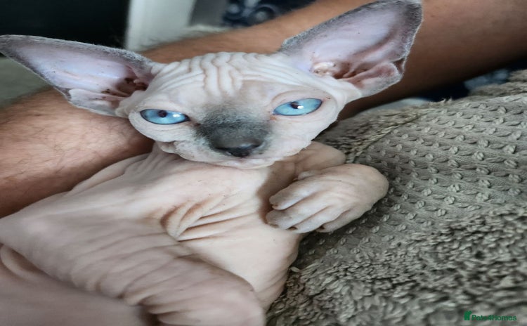 Sphynx cats - Advert 1