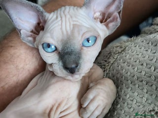Sphynx cats - Advert 1