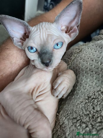 Sphynx cats - Advert 1