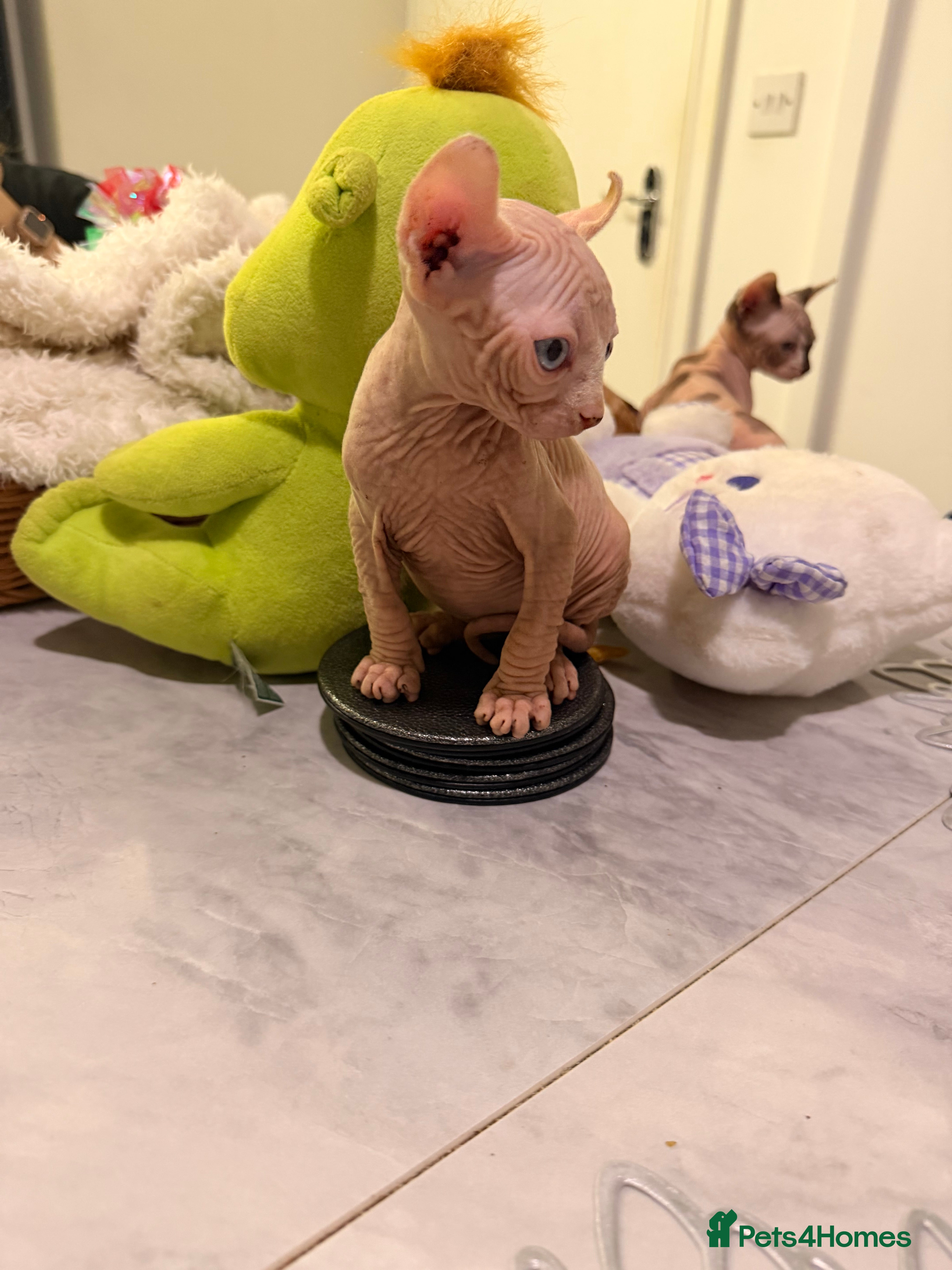 Sphynx cats Beautiful Sphinx kittens for sale - Advert 1