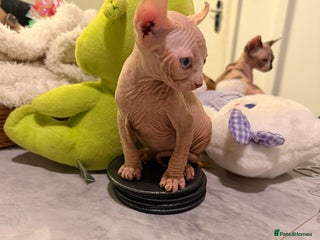 Sphynx cats Beautiful Sphinx kittens for sale - Advert 1