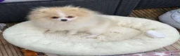 Pomeranian dogs for sale: Gorgeous Pom Boy - Advert 4
