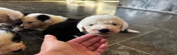 Old English Sheepdog dogs for sale: Fully health tested, KC registered OES - Advert 9