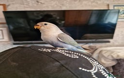 Lovebirds birds for sale: Hand Reared Peach Faced Lovebird Babies - Image 2