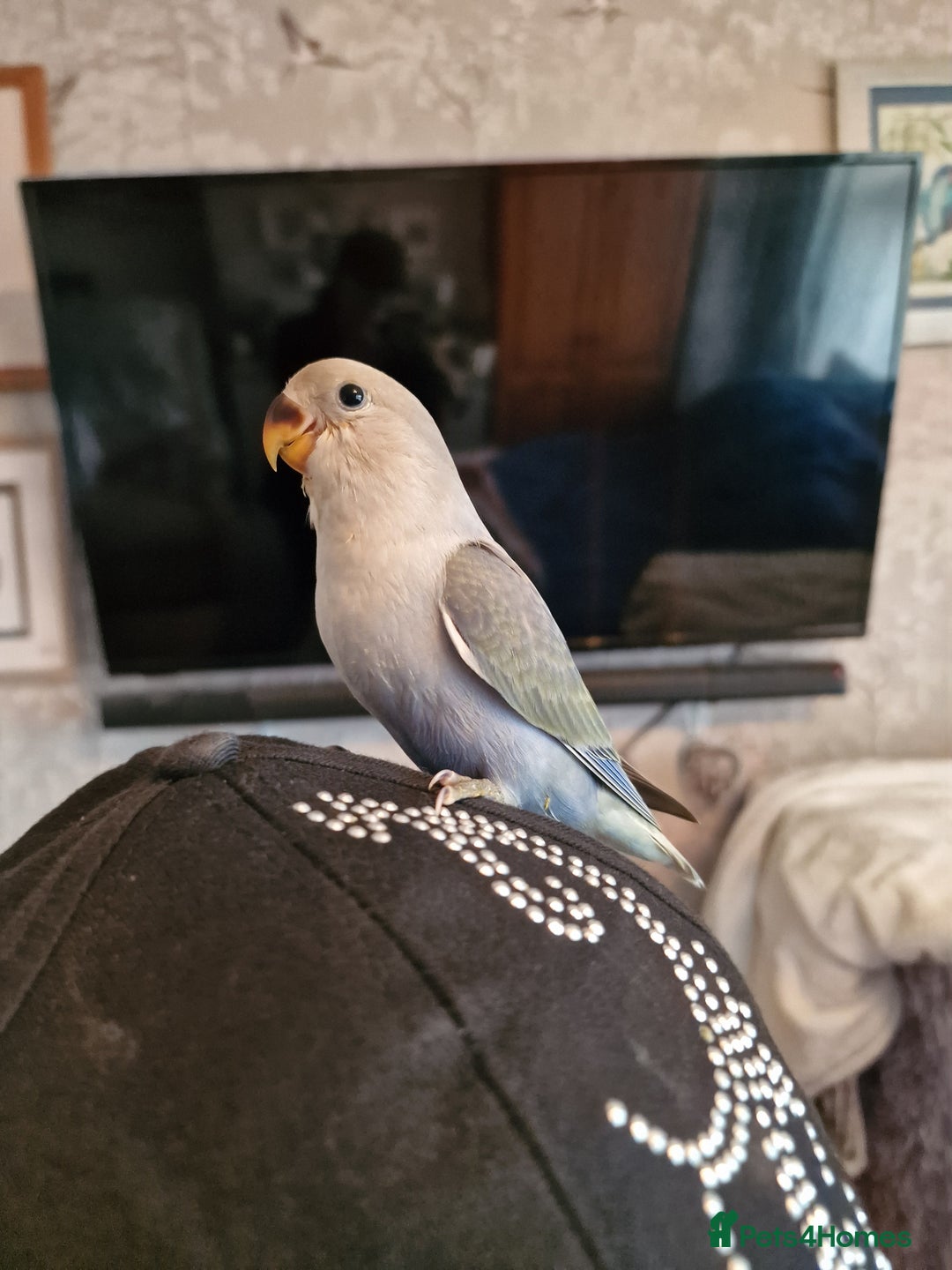 Lovebirds birds for sale: Hand Reared Peach Faced Lovebird Babies - Image 2