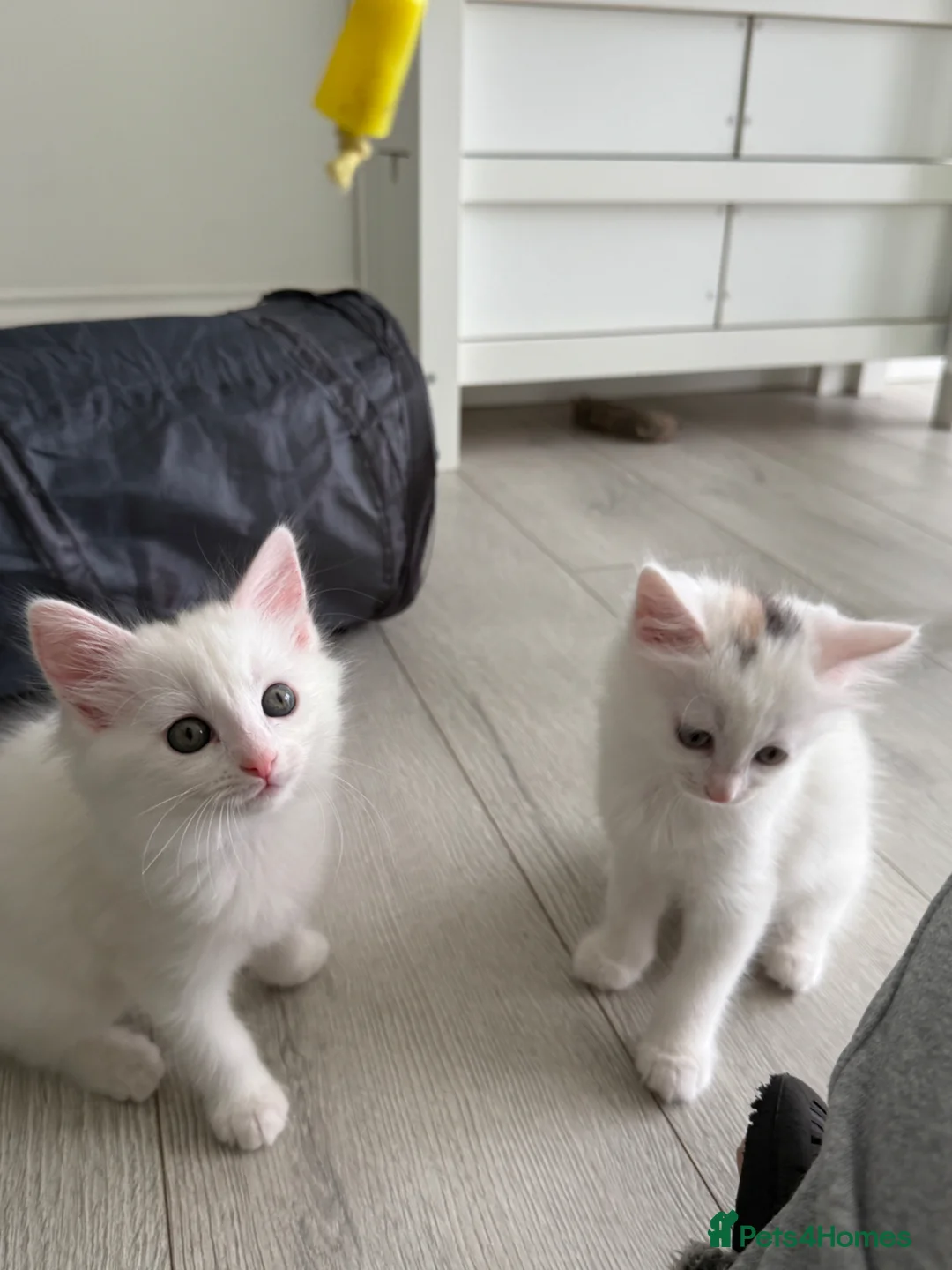 Turkish Angora cats for sale: 3 Adorable Kittens - Advert 2