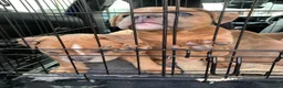 Olde English Bulldogge dogs for sale: Olde English bulldogge  - Advert 31