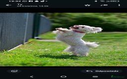 Maltipoo dogs for sale: Maltipoo  - Image 13