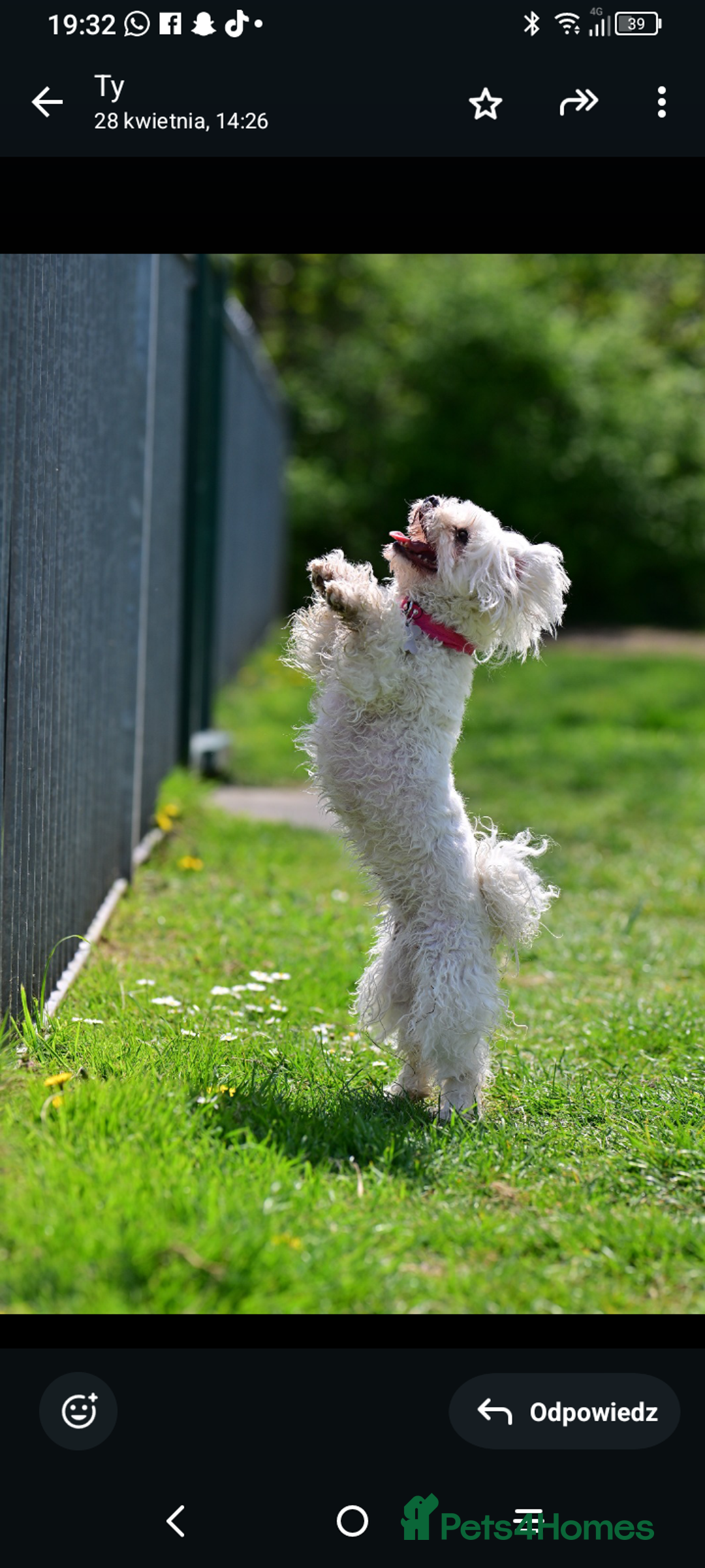 Maltipoo dogs for sale: Maltipoo  - Image 13