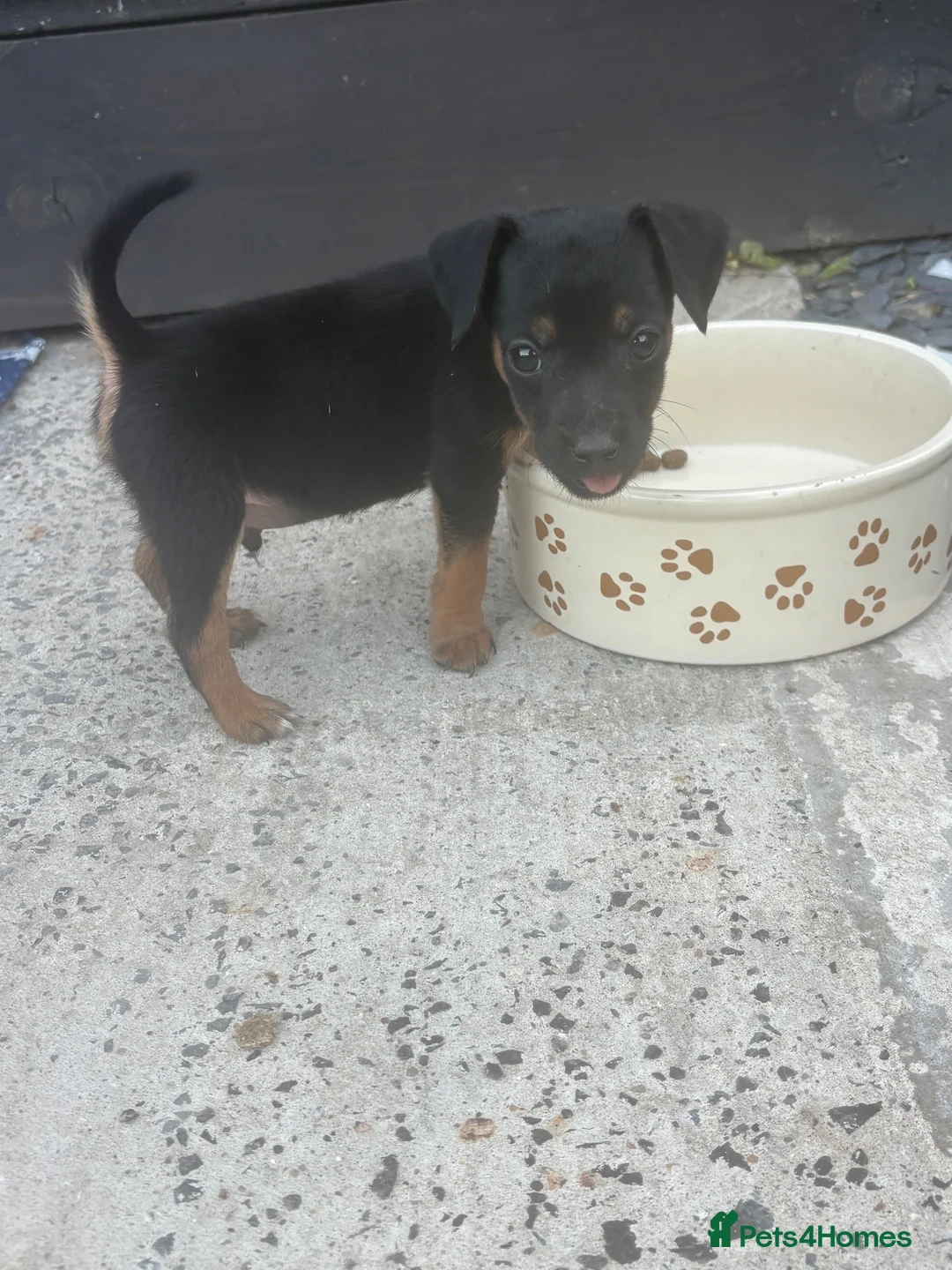 Jack Russell dogs for sale: Gorgeous jack russell puppies  in Pontypool - Advert 2