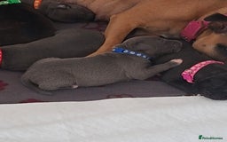 Staffordshire Bull Terrier dogs for sale: Staffy pups ready 26th august 2 brindle 3 blue - Image 40