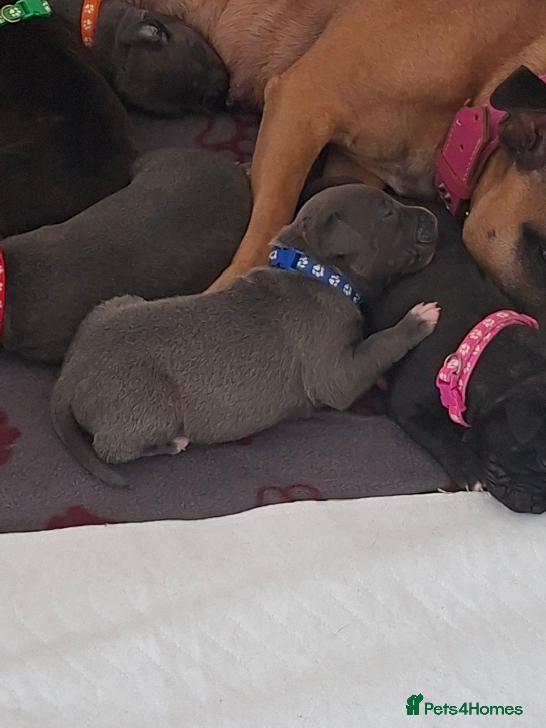 Staffordshire Bull Terrier dogs for sale: Staffy pups ready 26th august 2 brindle 3 blue - Image 40