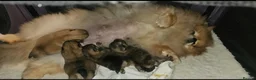 Pomeranian dogs for sale: Show class potential Pomeranians  - Advert 23