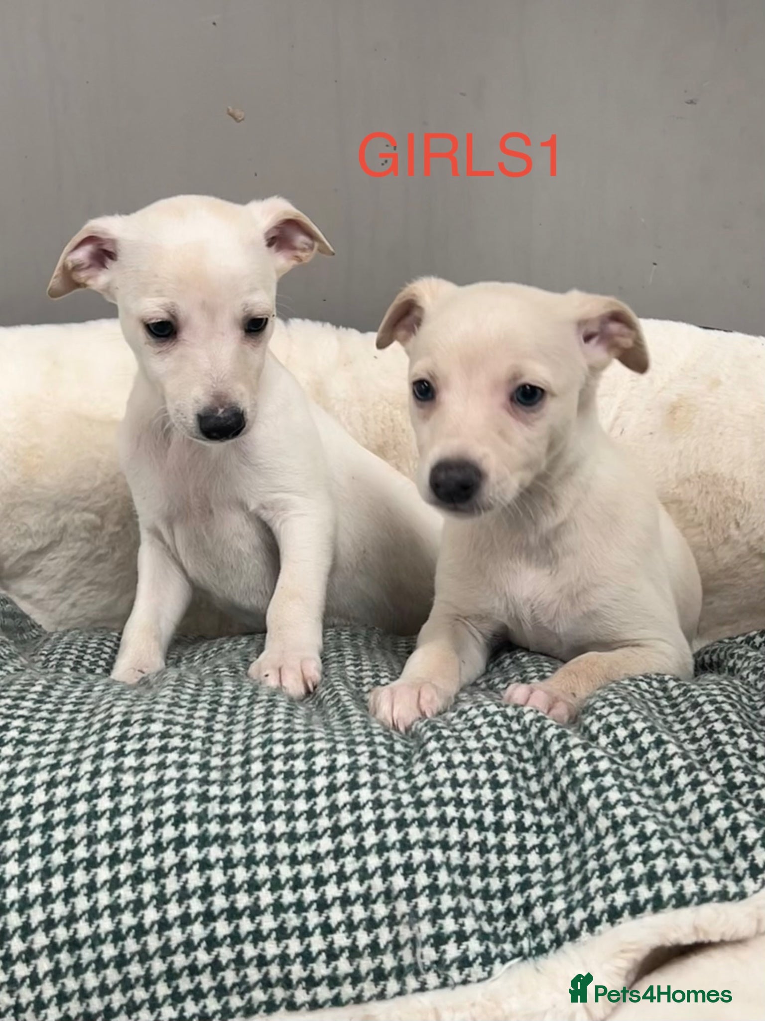 Whippet dogs Top Quality KC Reg Cream/white Whippet Puppies - Advert 5