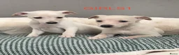 Whippet dogs for sale: Top Quality KC Reg Cream/white Whippet Puppies - Advert 3