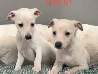 Whippet dogs Top Quality KC Reg Cream/white Whippet Puppies - Advert 1