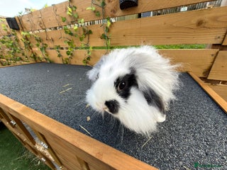 Mini Lion Lop rabbits baby lion lop 11 week old - Advert 5