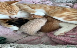 Mixed Breed cats for sale: British mixed breed - Image 14