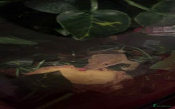 Gecko reptiles for sale: Crested geckos - Advert 14