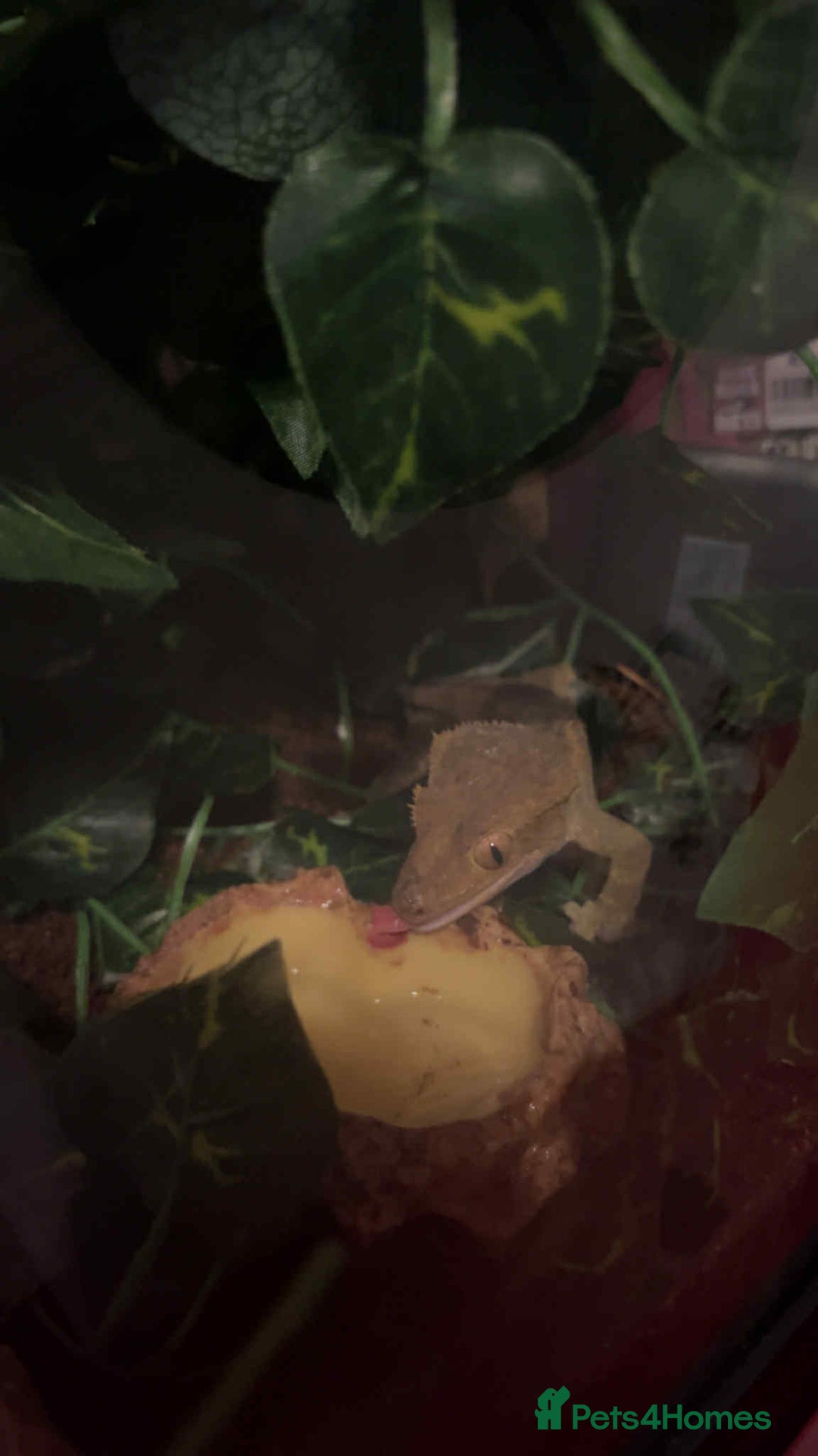 Gecko reptiles for sale: Crested geckos - Advert 14