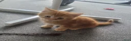 Mixed Breed cats for sale: 3 ginger male kittens, 1 black female kitten - Advert 5