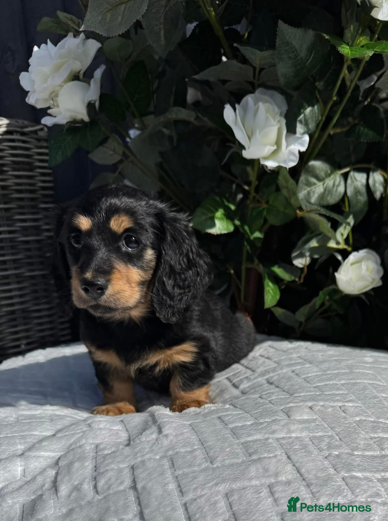 Miniature Dachshund dogs Beautiful Long Haired Miniature Dachshund Pups 🐶  - Advert 16
