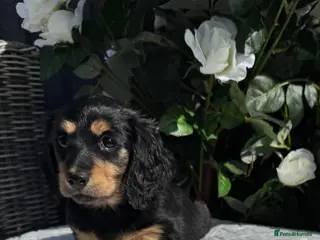 Miniature Dachshund dogs Beautiful Long Haired Miniature Dachshund Pups 🐶 - Advert 16