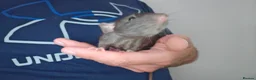 Rat rodents for sale: READY NOW! Updated. Gorgeous fancy dumbo rats - Advert 8