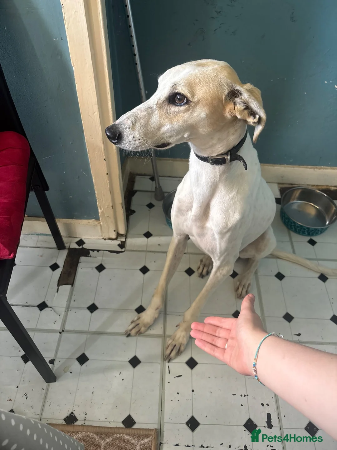 Saluki dogs for stud: Stud saluki  in Yeovil - Advert 2