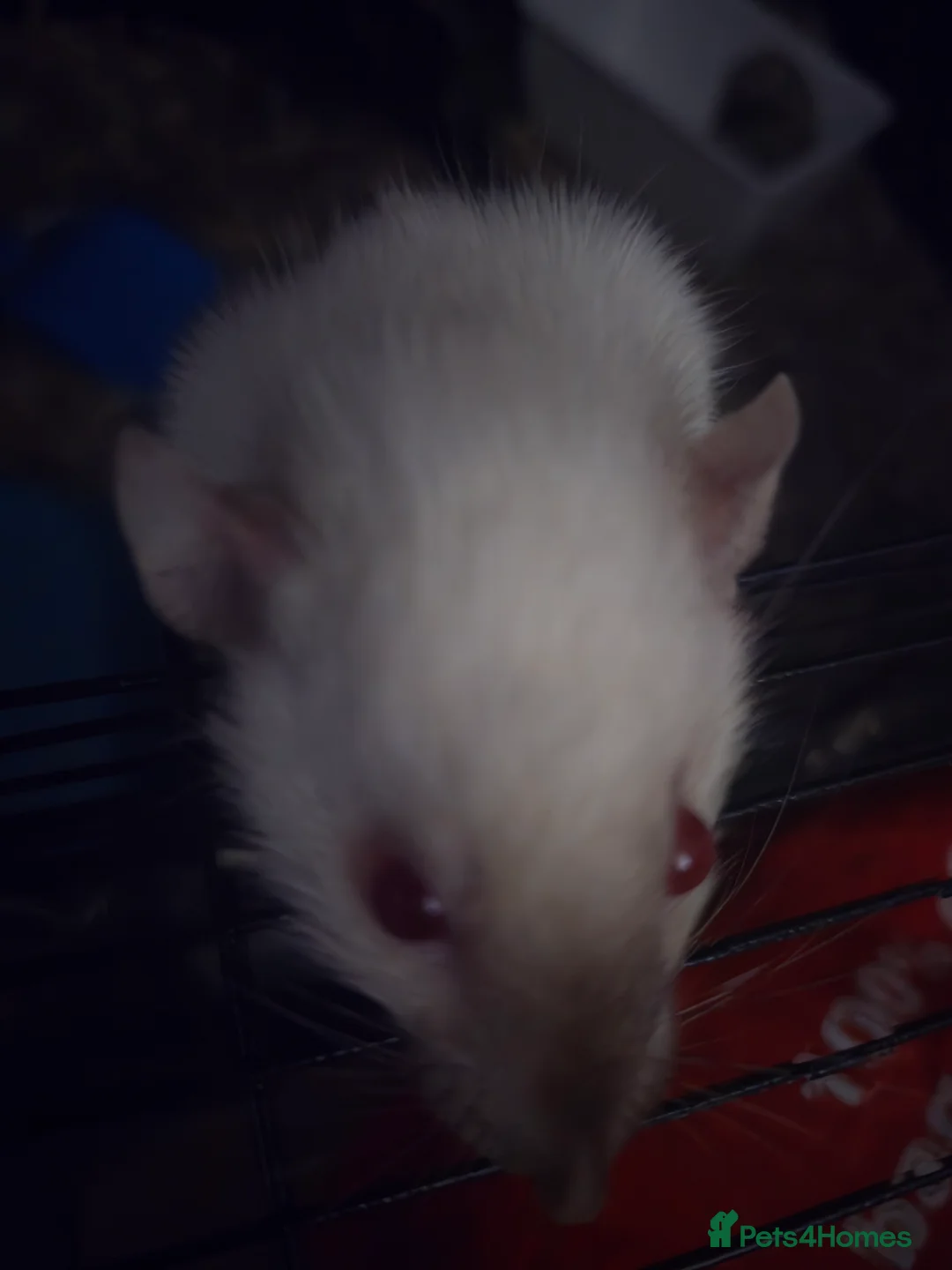 Rat rodents for sale: Two Female Siamese Dumbo - Advert 2