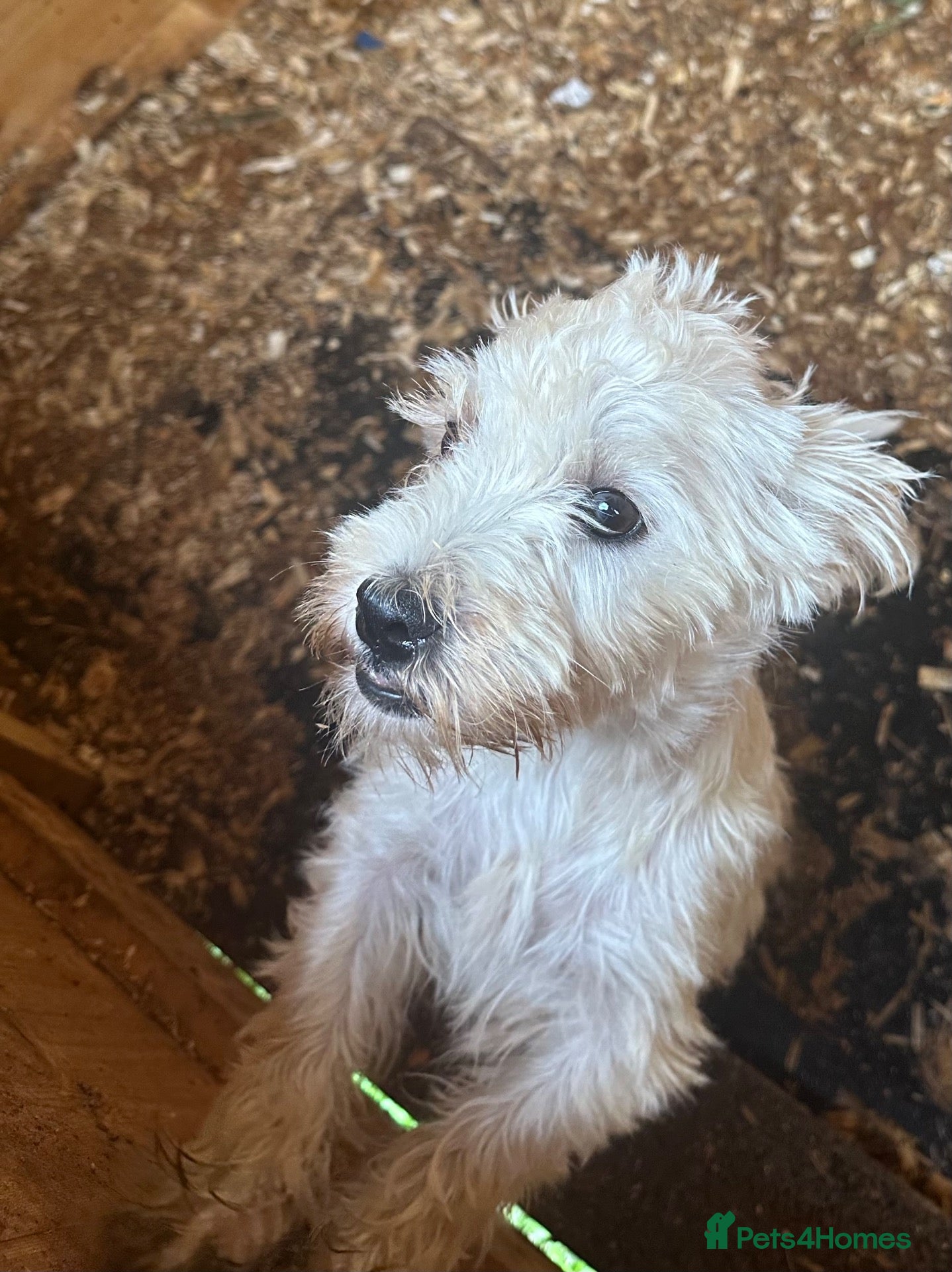 West Highland Terrier dogs Westies - Advert 2