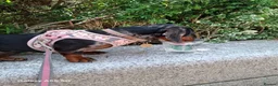 Miniature Dachshund dogs for sale: Stunning Miniature Smooth Haired Dachshund Puppies - Advert 4