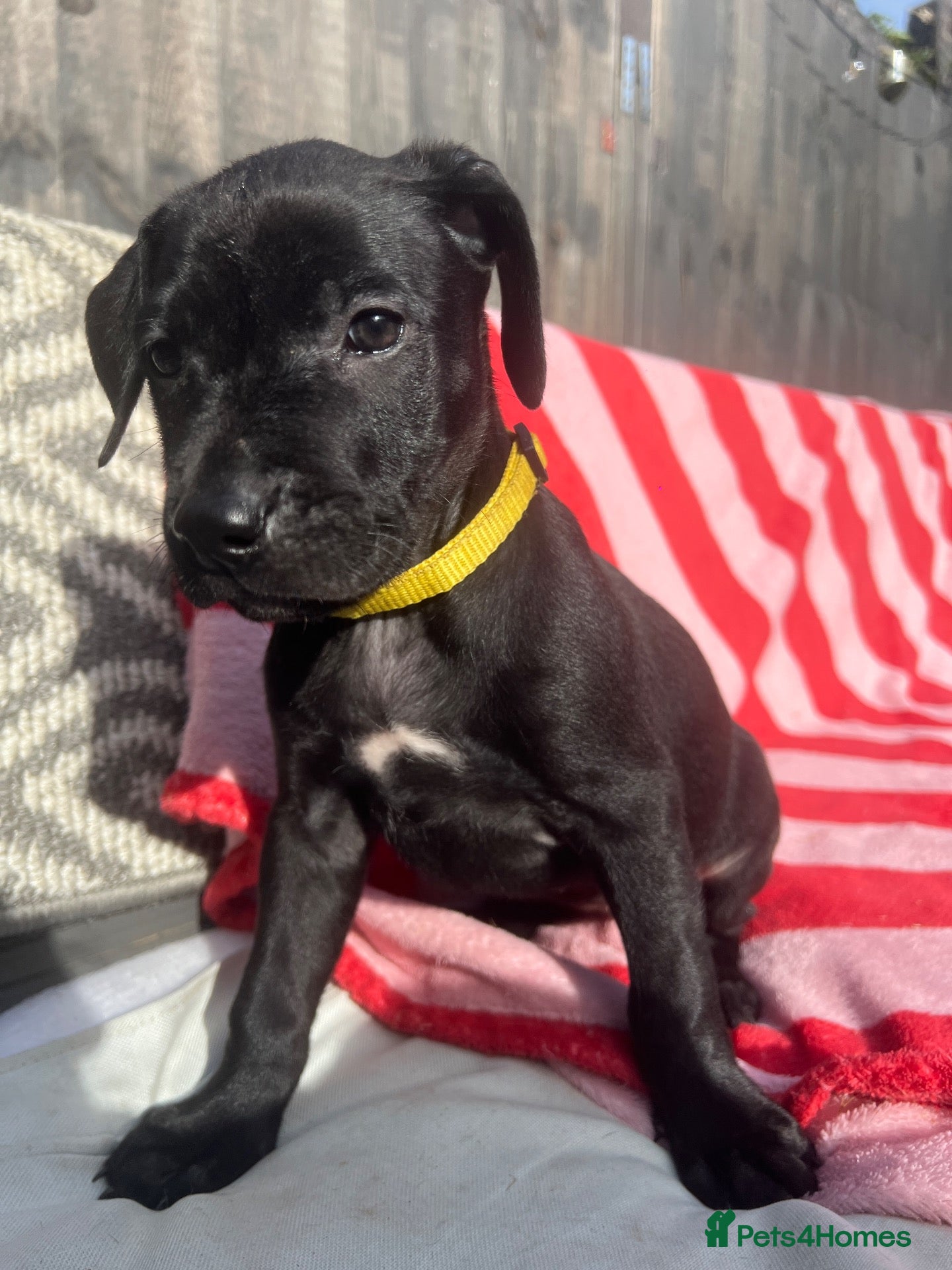 Mixed Breed dogs Rhodesian Ridgeback x Bull Lurcher - Advert 2
