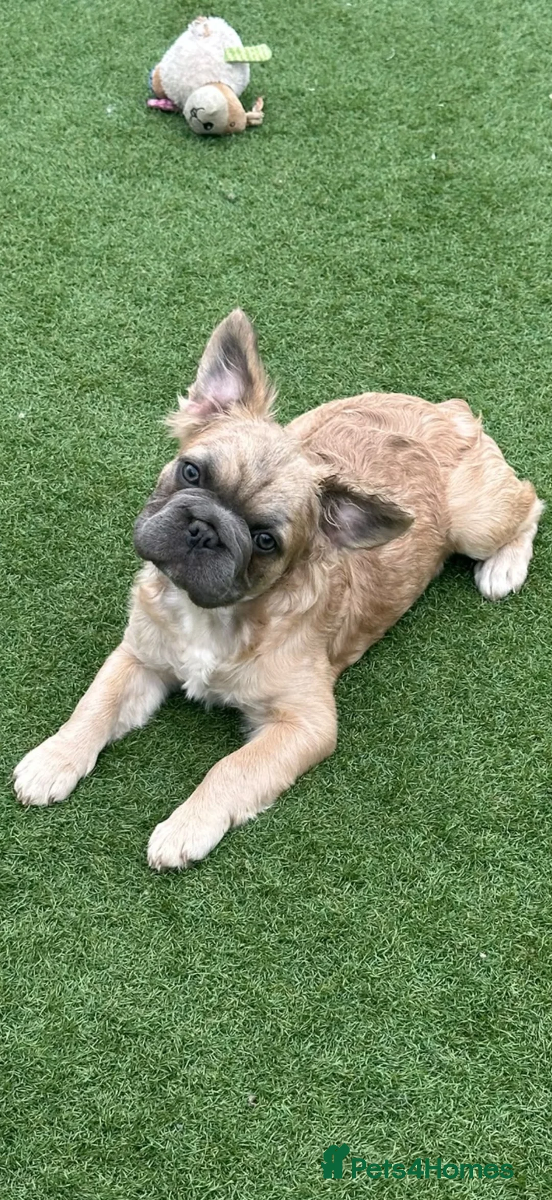 French Bulldog dogs for sale: Make & Female French Bulldog Puppies  - Advert 4