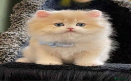 British Longhair cats for sale: British longhair kitten CY12 unique lilac color - Image 1