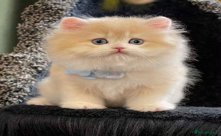 British Longhair cats - Advert 12