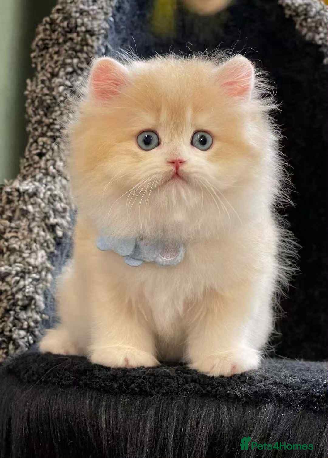 British Longhair cats for sale: British longhair kitten CY12 unique lilac color - Image 1