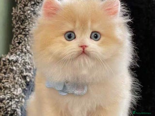 British Longhair cats - Advert 4