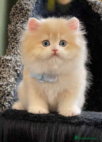 British Longhair cats - Advert 15
